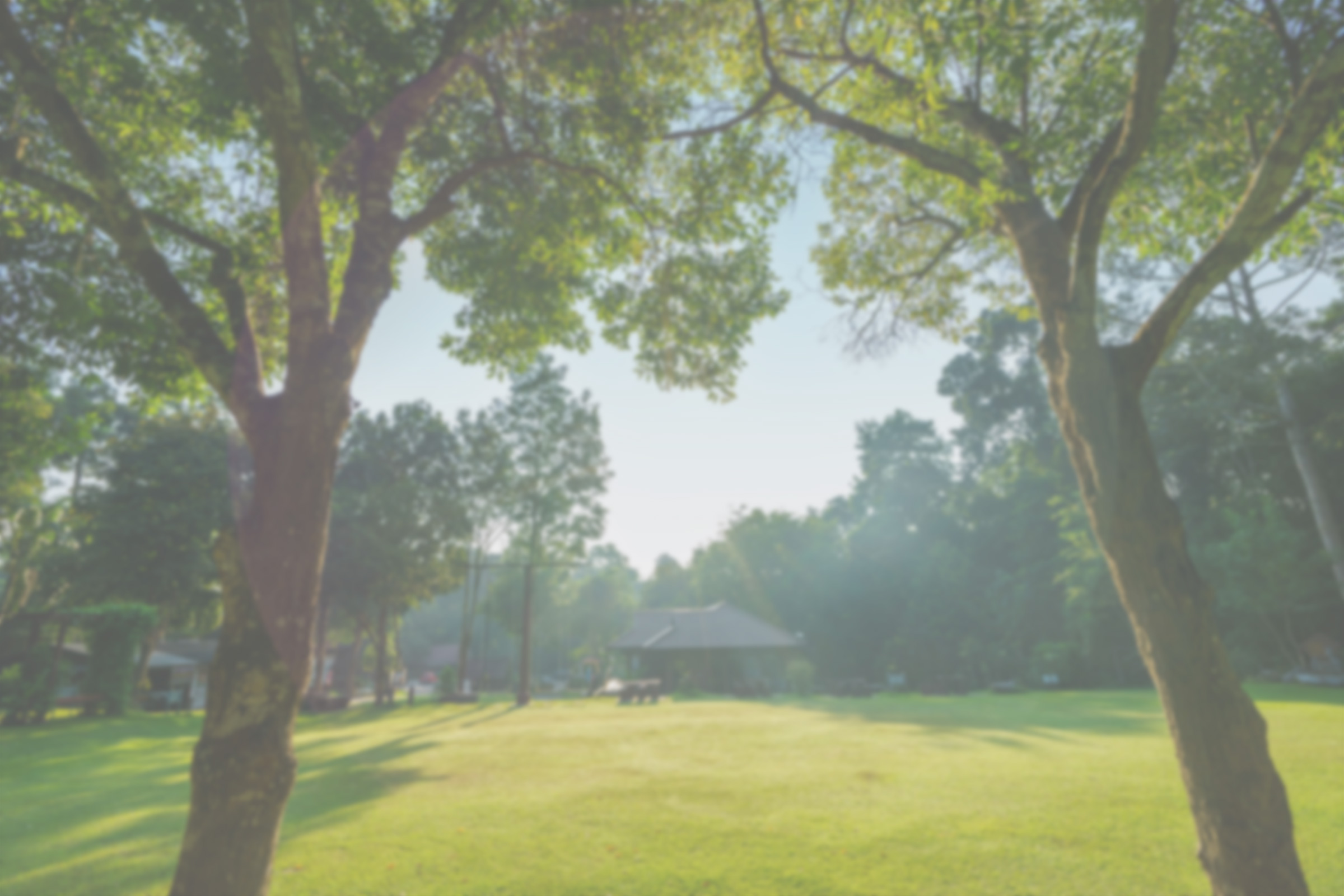 Cataract vision of a lush green park with two large trees framing the view, with a small pavilion in the distance. Sunlight filters through the trees, casting gentle shadows on the grass - Eye Doctor Rolla MO