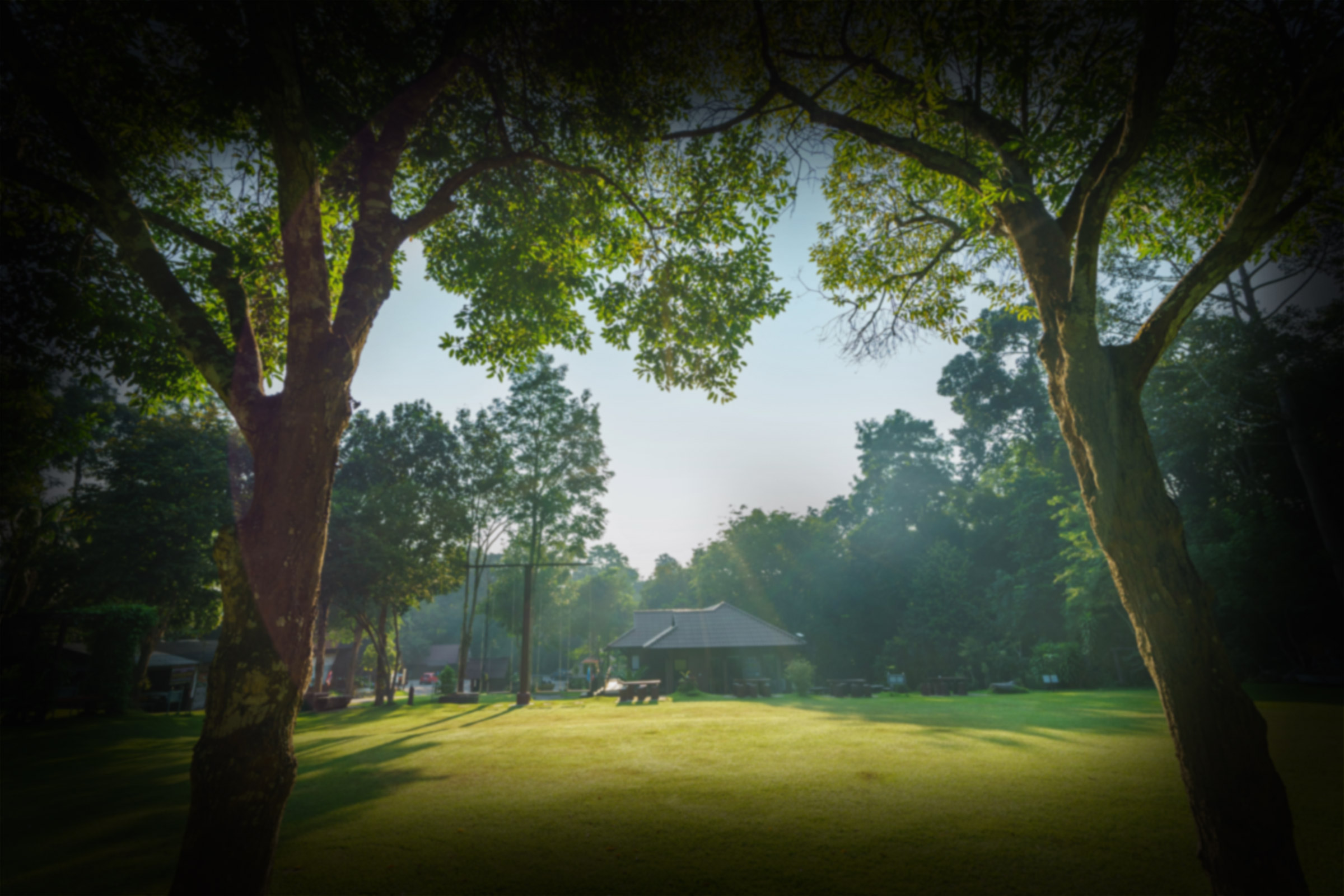 Glaucoma vision of a lush green park with two large trees framing the view, with a small pavilion in the distance. Sunlight filters through the trees, casting gentle shadows on the grass - Eye Doctor Rolla MO